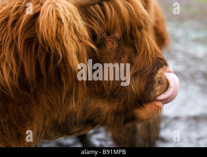 young highland cattle calf sticking his pink long tongue into its nose from the profile Stock Photo