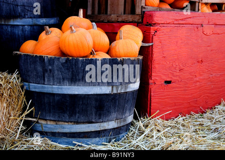 Fall scene with pumpkins Stock Photo - Alamy
