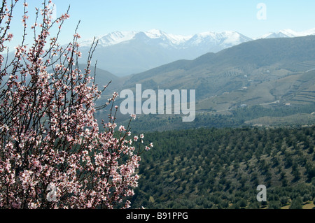 Almond blossom against a olive farming landscape close to Alhama de Granada Sierra Tejeda Andalucia southern Spain Stock Photo