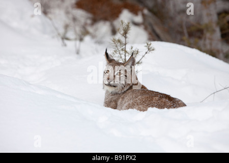 Resting Siberian Lynx Stock Photo