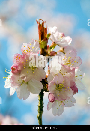 Pink tree blossom with light blue sky in the background Stock Photo