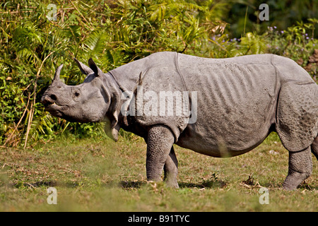 Indian Rhinoceros or the Great One horned Rhinoceros or the Asian One horned Rhinoceros Rhinoceros unicornis in Kaziranga nation Stock Photo