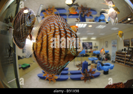 Discus fish Symphysodon in an indoor aquarium
