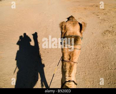 Travelling through the desert on the back of a camel. Stock Photo