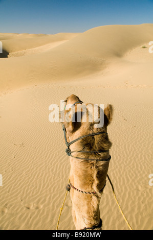 Traveling through the desert on the back of a camel. Stock Photo