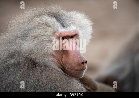 Adult male Hamadryas Baboon Papio hamadryas Stock Photo