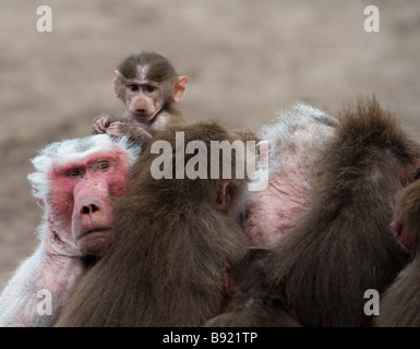 Cute baby Hamadryas Baboon Papio hamadryas Stock Photo