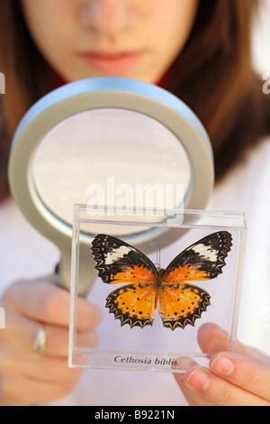 Watching a butterfly. Cethosia biblis Stock Photo