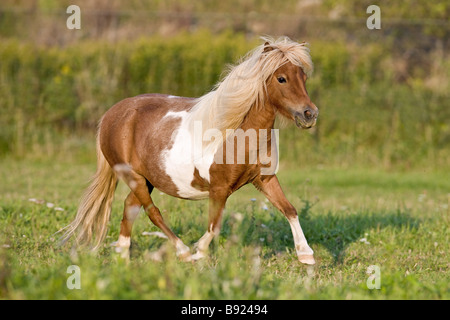 American Miniature horse - walking on meadow Stock Photo