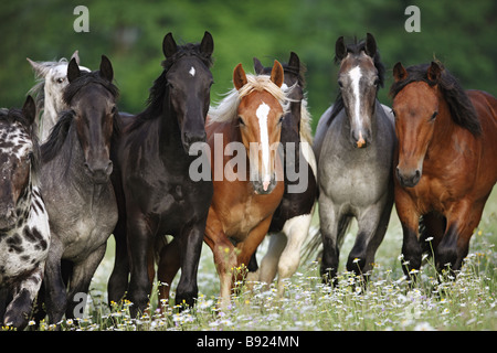 Noriker Horse. Herd of juveniles standing on a meadow Stock Photo