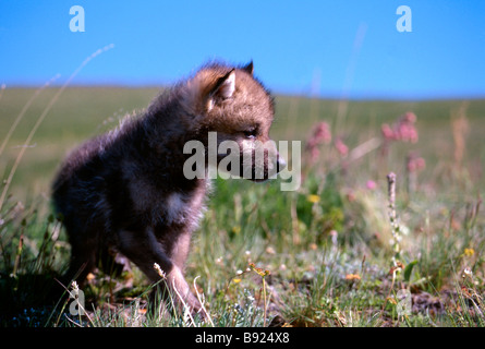 North American Gray wolf (Canis lupus) cub Stock Photo