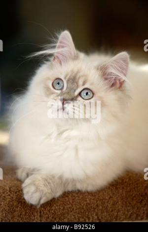 blue silver tabby cat
