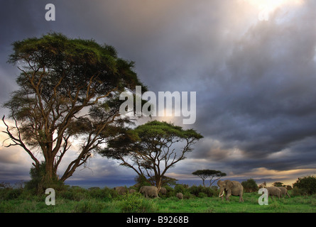 African Elephants Loxodonta africana and acacias with a stormy sky Amboseli National Park Kajiado District Kenya Africa Stock Photo