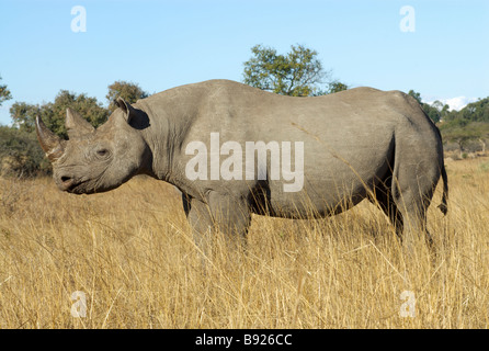 Black Rhino Diceros bicornis Imere Game Ranch Mashonaland Zimbabwe Southern Africa Stock Photo