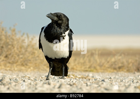 Close up of Pied crow Corvus albus calling Etosha National Park Namibia Stock Photo