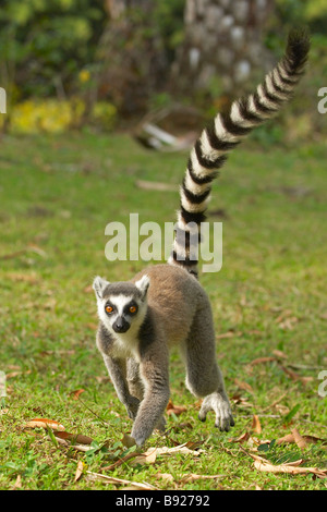 A Close-up Of A Lemur Walking On A Rope With A Green Blurred Background 