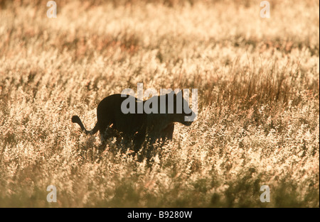 Lioness Panthera leo silhouetted in long grass at dusk Welgevonden Private Reserve Limpopo Province South Africa Stock Photo