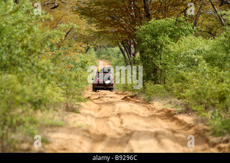 4x4 driving away on sandy track lined by Mopani Trees Colophospermum mopane Chobe Forest National Park Botswana Stock Photo
