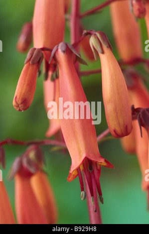 Phygelius Candy Drops Tangerine = 'Kerphytan' (Cape fuchsia) Stock Photo