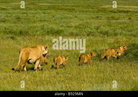 Lioness Panthera leo walking with her cubs Amboseli National Park Kenya Stock Photo