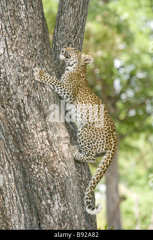 Young male leopard Panthera Pardus climbing tree Okavango Delta Botswana Stock Photo