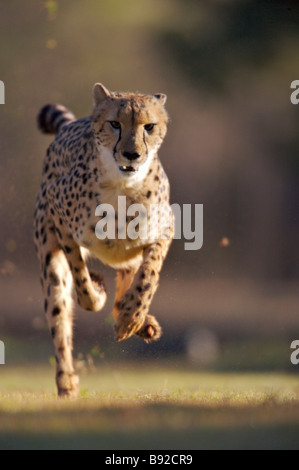 Cheetah Acinonyx jubatus running at The De Wildt Cheetah and Wildlife Trust near Bela Bela North West Province South Africa Stock Photo