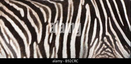Close up of Zebra Equus quagga stripes Stock Photo