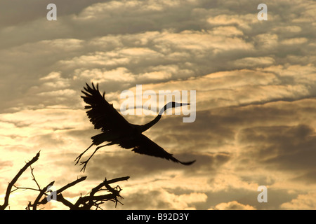 Grey Heron (Ardea cinerea) takes flight in front of the sunrise coloured clouds. Antelope Park, Midlands, Zimbabwe, Africa Stock Photo