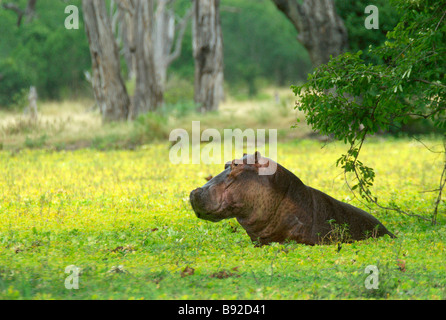 Large Hippopotamus (Hippopotamus amphibius) is seen in a large pool covered in Hyacinth. Mana Pools National Park, Mashonaland Stock Photo