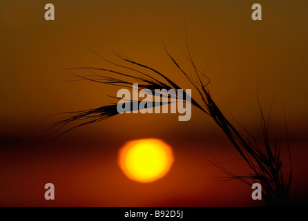 Red Grass (Themeda triandra), one of the most prolific grass species in Southern Africa, is backlight by the setting sun. Antelo Stock Photo