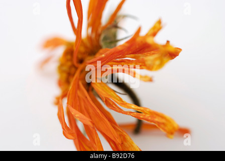 Dried Pot Marigold flower (Calendula) Stock Photo