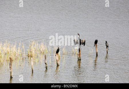 A Darter with open wings and Cape Cormorants perched on dead tree trunks Clanwilliam Dam Western Cape Province South Africa Stock Photo