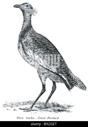 The Great Bustard, Otis tarda, is in the bustard family, the only member of the genus Otis. It breeds in southern and central Eu Stock Photo