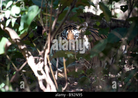 Bengal tiger in the bush in Kanha National Park Madhya Pradesh India Stock Photo