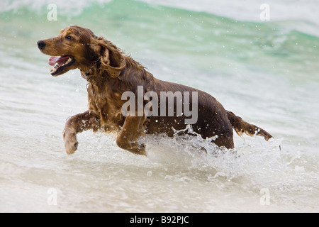 Cocker Spaniel dog - running in water Stock Photo