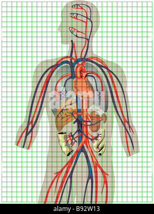 Arterial Tree, Illustration Stock Photo - Alamy