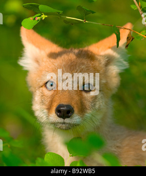 Beautiful portrait of a coyote puppy peeking out from behind the bushes Stock Photo