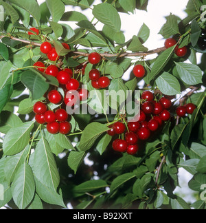 sour cherries Stock Photo