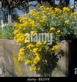 Gold Alyssum at wall / Alyssum saxatile Stock Photo