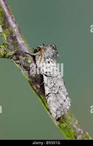 Yellow Horned Achlya flavicornis Stock Photo