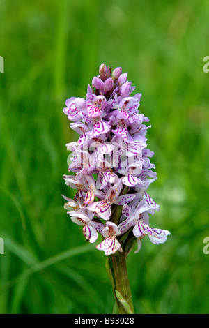 Common Spotted Orchid at Barnack Hills and Holes English Nature National Reserve Barnack Village Cambridgeshire County England Stock Photo