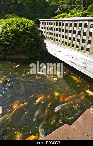 Texas Fort Worth Botanic Garden Japanese Garden Koi fish Stock Photo