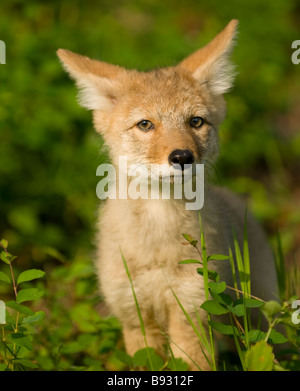 Cute close-up of a coyote puppy in the grass Stock Photo