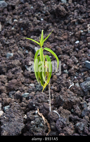 beginning of vegetation with small tree  or plant in cold lava, La Réunion, Indian Ocean, France | Junger Baum in Lava Stock Photo