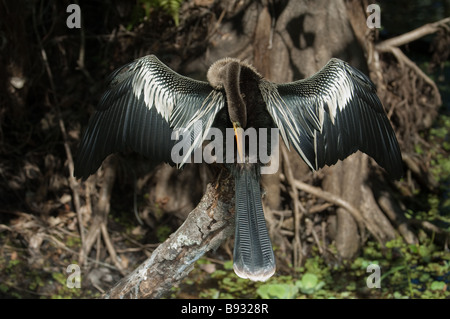 An Anhinga bird preens its' feathers in the morning sunshine. Stock Photo