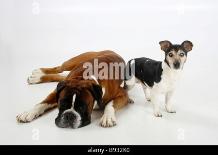 jack russell boxer mix puppies