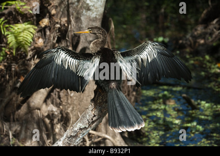 An Anhinga bird dries its' wing in the sun after exiting the water. Stock Photo