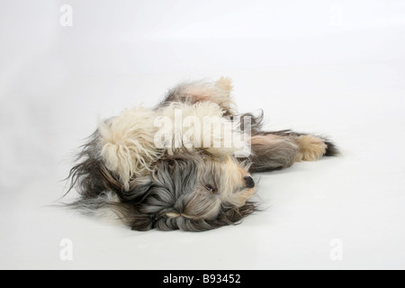 Bearded Collie 11 years old lying on his back Stock Photo