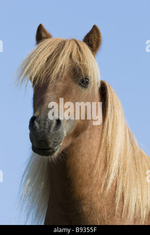 American Miniature horse - portrait Stock Photo