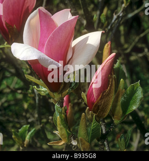 Lily magnolia - blossom / Magnolia liliiflora Stock Photo